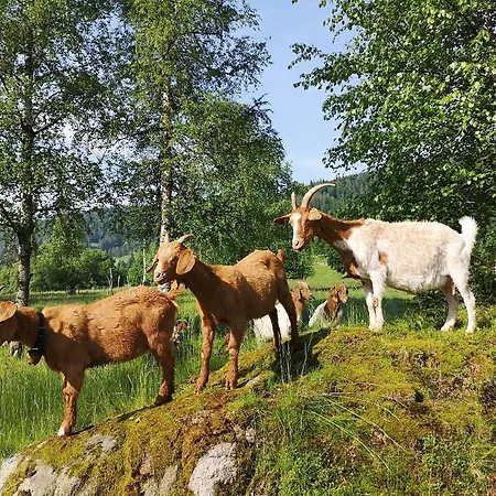 B5 Albmatte-fewo Sauna, Hallenbad Aussenbecken Massagen Nebenan * Menzenschwand-Hinterdorf